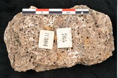 Foto (Detailansicht) von Abies excelsa (NHMW-GEO-2024-0188-11304)